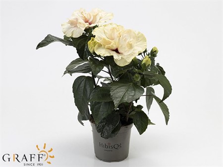 HIBISCUS ROSA SINENSIS DB WHITE 13Ø Ø13