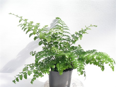 ASPLENIUM  PARVA 11Ø Ø11