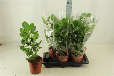 Clusia rosea Princess Ø17 H=55