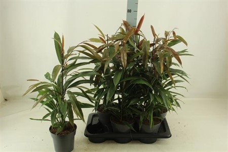 Ficus bi Amstel King Ø17 H=70