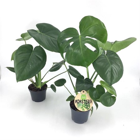 MONSTERA DELICIOSA 12Ø Ø12