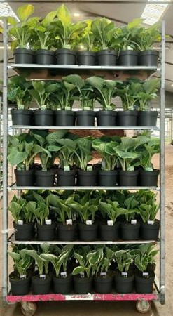 Hosta Ø19 H=45