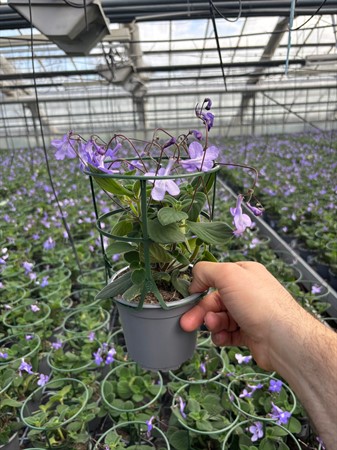 STREPTOCARPUS 11Ø Ø11