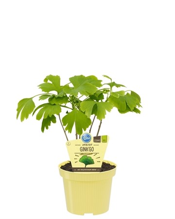 GINGKO BILOBA 12Ø Ø12