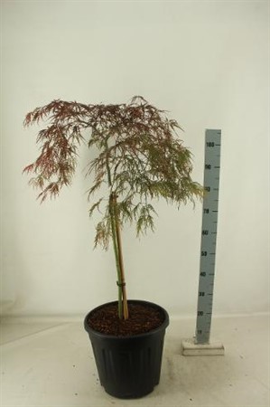 Acer palm. Garnet Ø40 H=130 OP STAM