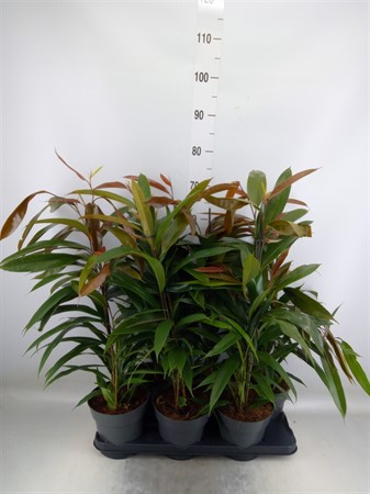 Ficus binn. 'Amstel King' pyramid Ø17 H=70