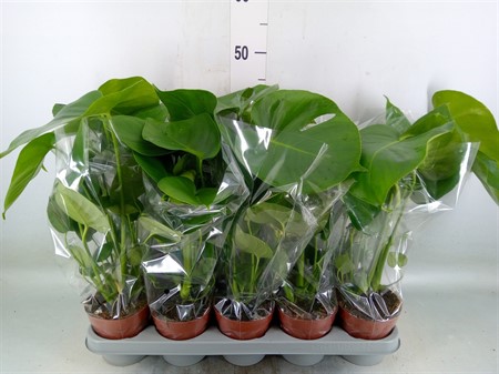 Monstera delic. 2-3pp KLIPP Ø12 H=40
