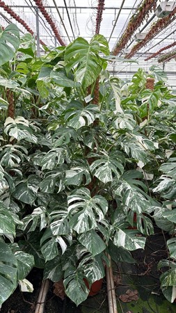 Monstera delic. 'Variegata' moss pole Ø27 H=150