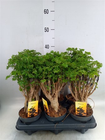 Polyscias fruticosa branched Ø12 H=43