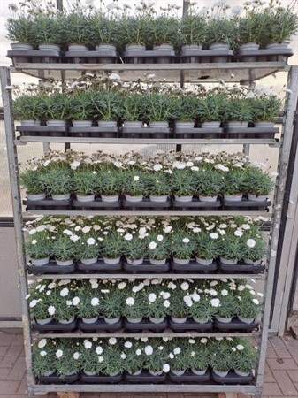 ARGYRANTH FRUTESCENS VIT 10,5Ø Ø10