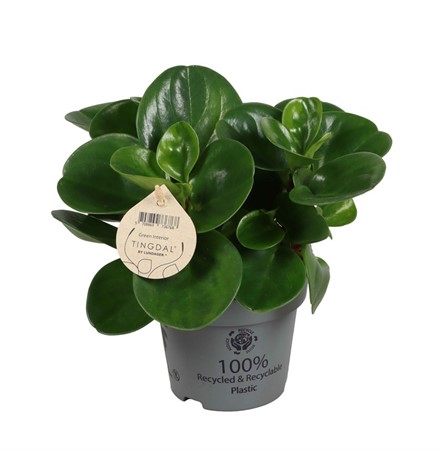 PEPEROMIA OBTUS  GREEN 12Ø Ø12