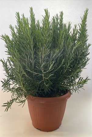 Rosmarin busk 25 cm