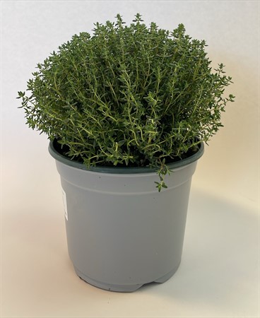 Thyme faustini busk 18 cm