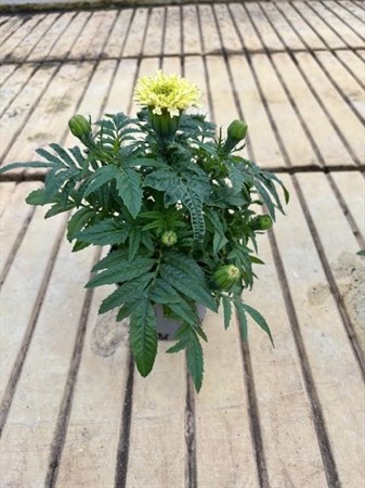 TAGETES ERECTA 12Ø Ø12