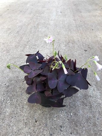 OXALIS TRIANGULARIS 11 CM Ø11