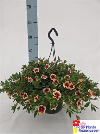 Calibrachoa Ø27 H=45