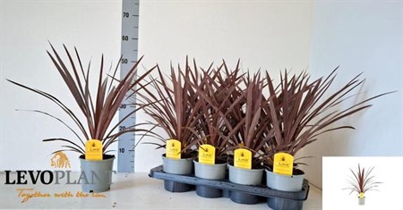 Cordyline australis Red Star Ø13 H=50