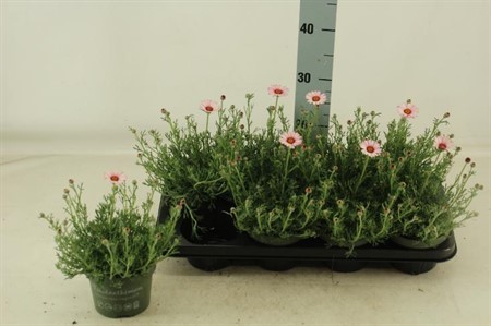 Rhodanthemum hosma. Zagora Pink Ø13 H=25
