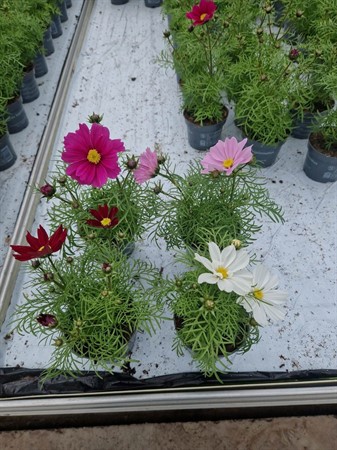COSMOS BIPINNATUS  13 CM Ø13