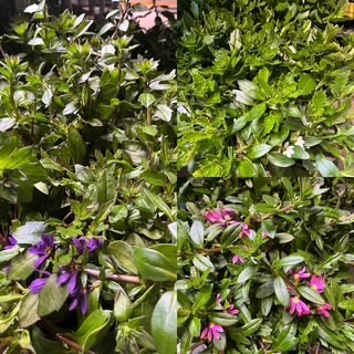 SCAEVOLA AEMULA 13 CM Ø13