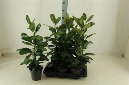 Ficus microcarpa Smile Ø17 H=068