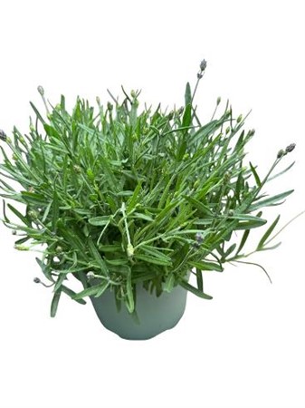 Lavandula ang. Hidcote Ø19 H=45 STAD 1-2