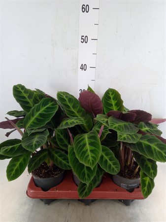 Calathea warscewiczii . Ø12 H=35