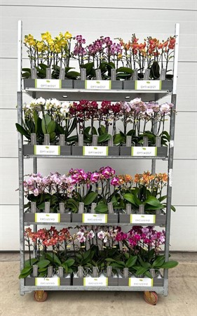 Phalaenopsis multi. EXCLUSIVO Ø12 H=45