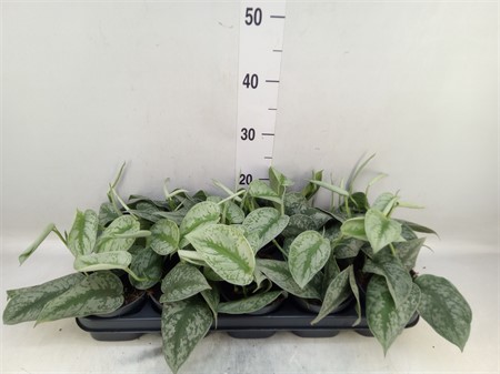 Scindapsus pictus 'Trebie' * Ø12 H=25