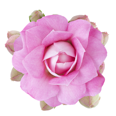 KALANCHOE R.F BARBIE 10,5 CM Ø10.5