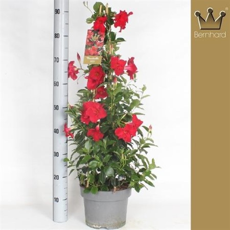 Mandevilla Sund. Velvet Red Ø23 H=90 PIR3ZIJDIG