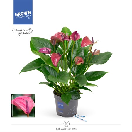 Anthurium andr. 'Pure Purple' Ø12 H=43