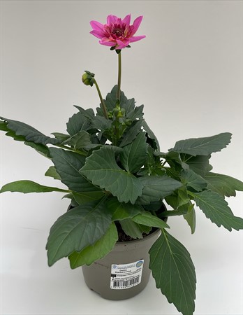 Dahlia Starburst Pink