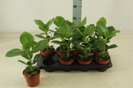 Clusia rosea Princess Ø12 H=35