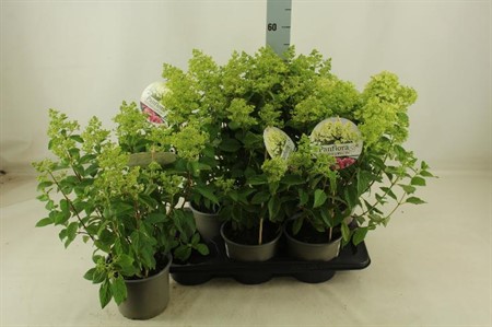Hydrangea pan. Panflora Ø17 H=55 10+ BLM