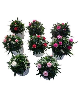 Dianthus Oscar 8 olika sorter. 1 sort / låda Ø12 H=20