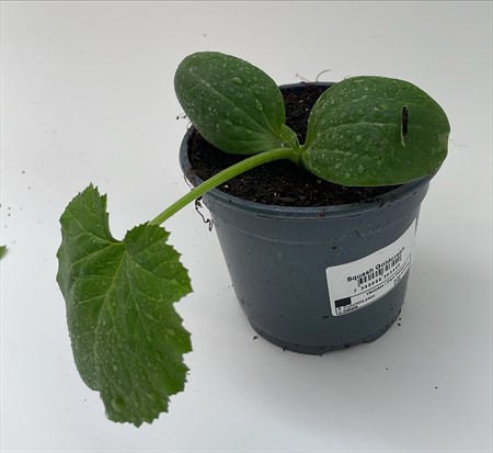 Squash Goldcresh lokalodlad