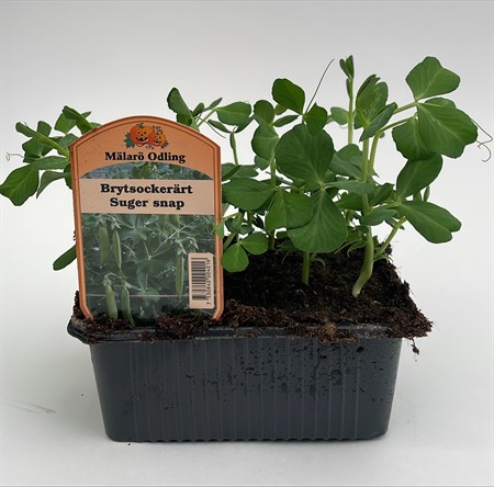 Brytsockerärt Sugar Snap box svenskodlad