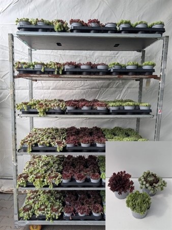 SEMPERVIVUM MIX 10,5 CM Ø10.5