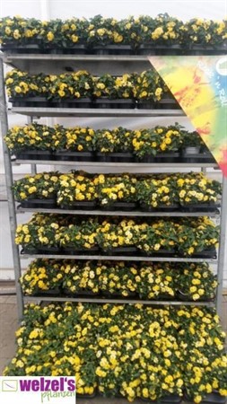 LANTANA CAMARA MIXLAGEN 13 CM Ø13