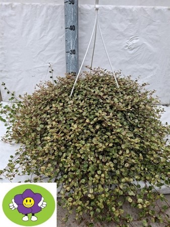 MUEHLENBECKIA GOLDEN 27 CM Ø27