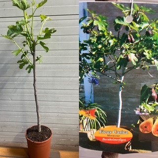FICUS CARICA 19Ø BORNHOLM Ø19