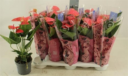 Anthurium andr. Karma Pink KLIPP Ø12 H=45