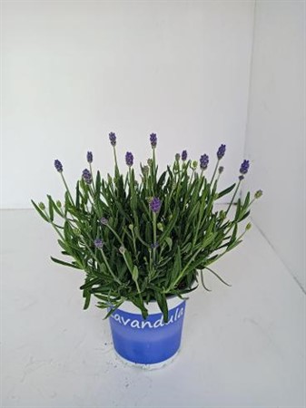 Lavandula ang. Hidcote Ø12 H=25
