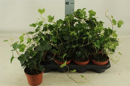 Hedera hibernica Ø13 H=30