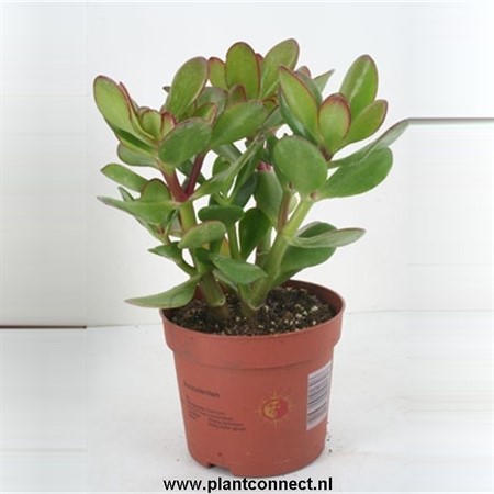 CRASSULA OVATA 12Ø Ø12