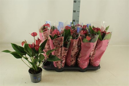 Anthurium andr. lila Pure Purple Ø12 H=45