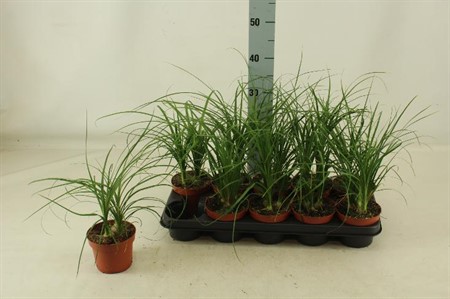 Beaucarnea Ø12 H=35 1 TAK