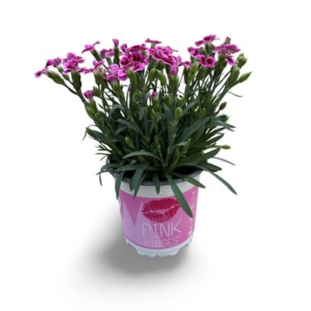 Dianthus rosa Pink Kisses Ø10,5 H=25 STAD 1-3