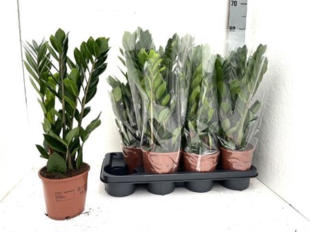 Zamioculcas zamiifolia Ø14 H=45